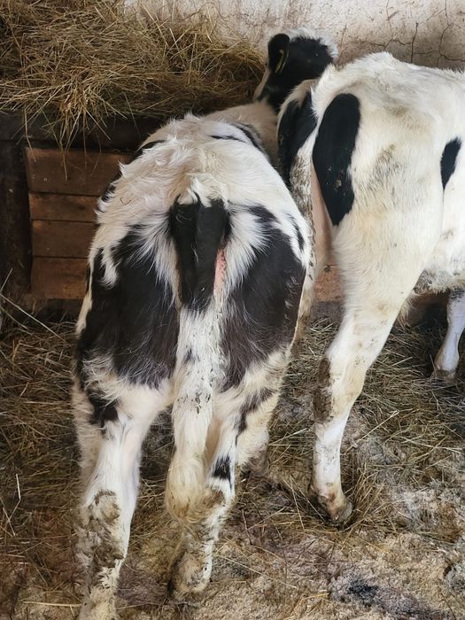 Vand doi vitei intarcati