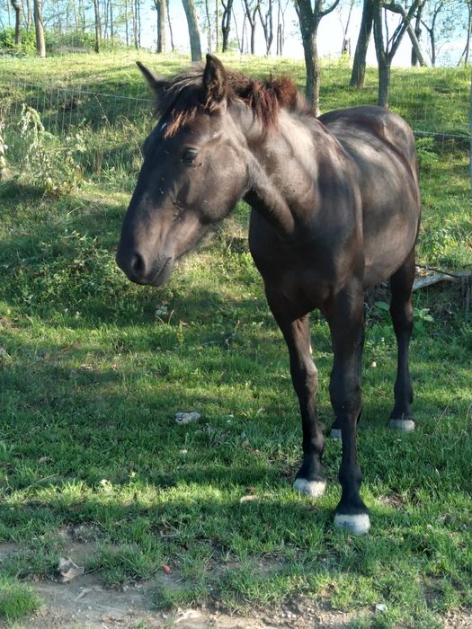 Vând cai buni pentru lucru.