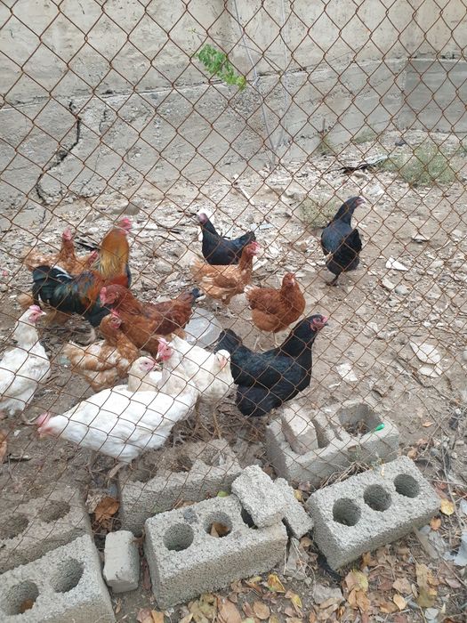 Куры домашние и петух