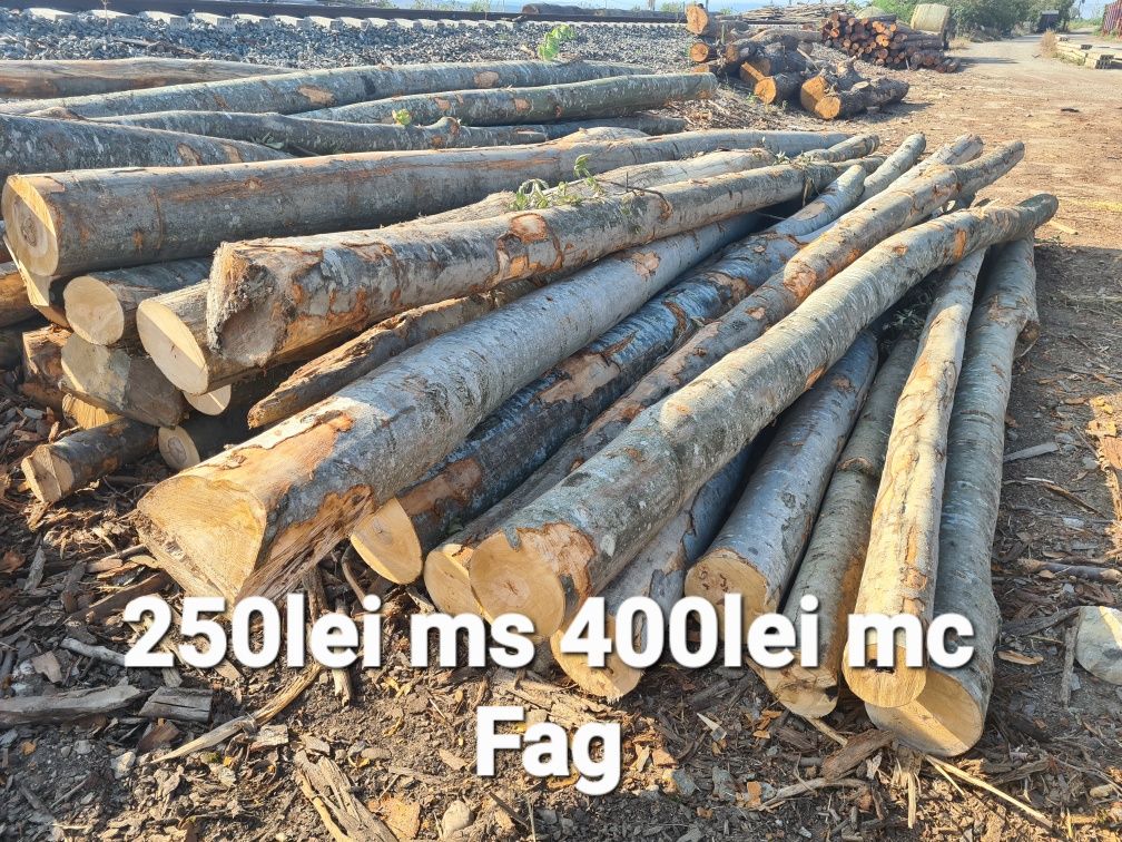 Fag stejar salcam