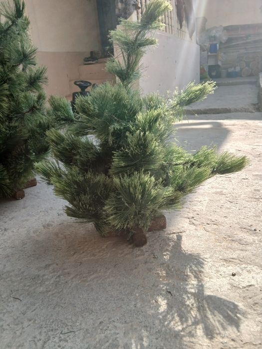 Ёлка  новогодний