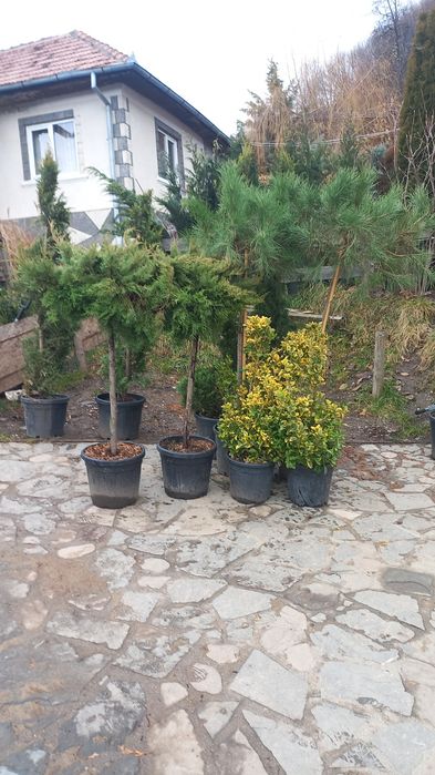 Plante ornamentale pentru o grădină de vis
