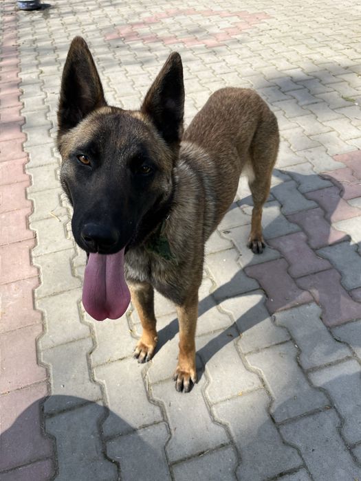 Vand Malinois Belgian