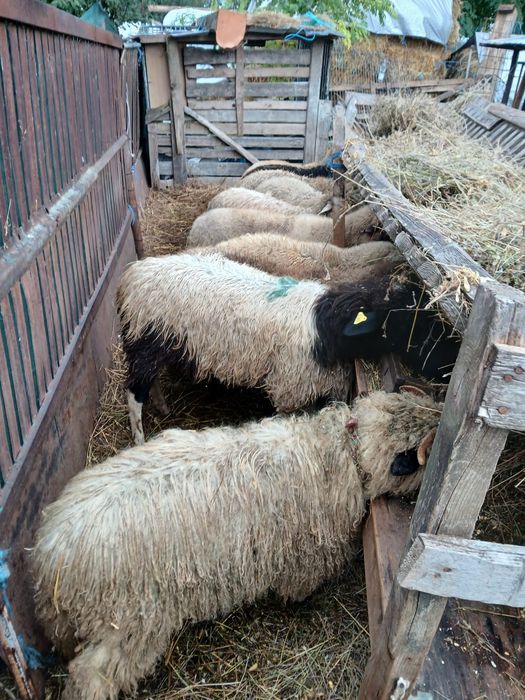 Vând 11 berbecuți