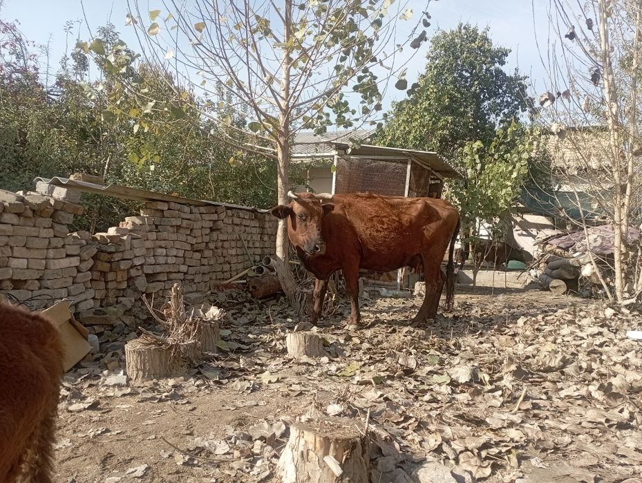 Ona bola sigir sotiladi