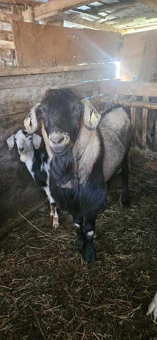 Țap de rasa bun de monta si 4 capre.bunede lapte.