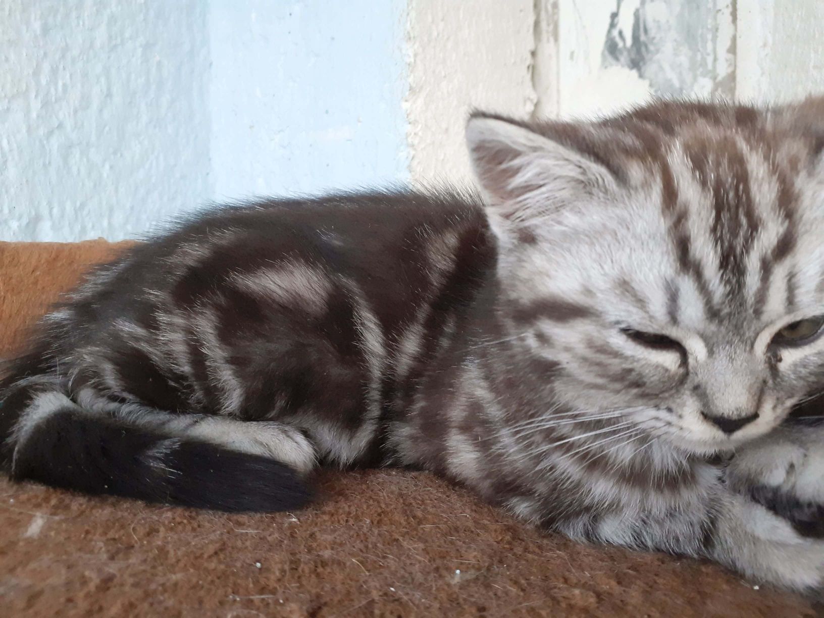 British shorthair silver tabby colorit intens specific rasei pure