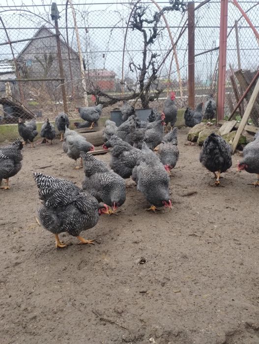 Vand plymouth rock barat