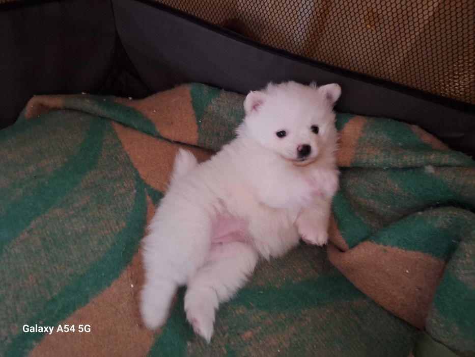 Померани  (мини шпиц)