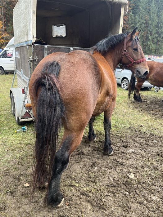 De vanzare manza de 3 ani