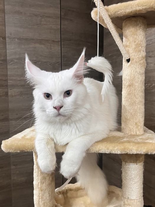 Femela Maine Coon alba PEDIGREE