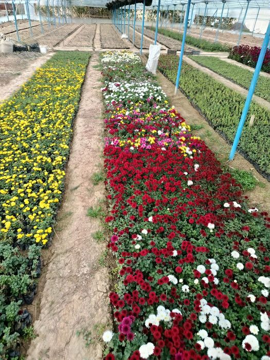 Arzon narxlarda gullar 2500 dan 10000 so'm  gacha