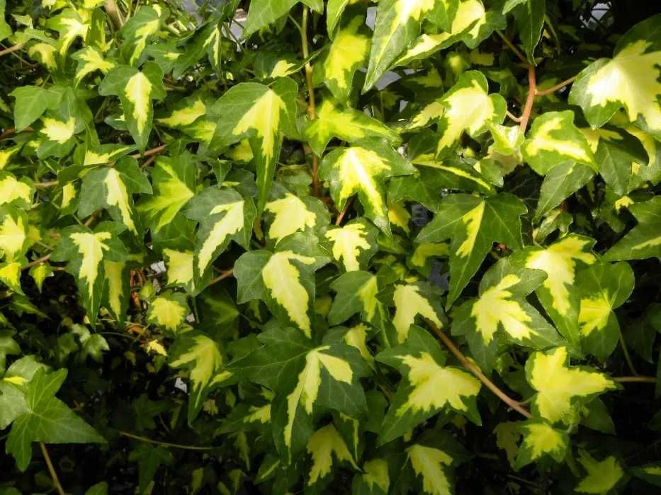 Iedera verde Hibernica si variegata