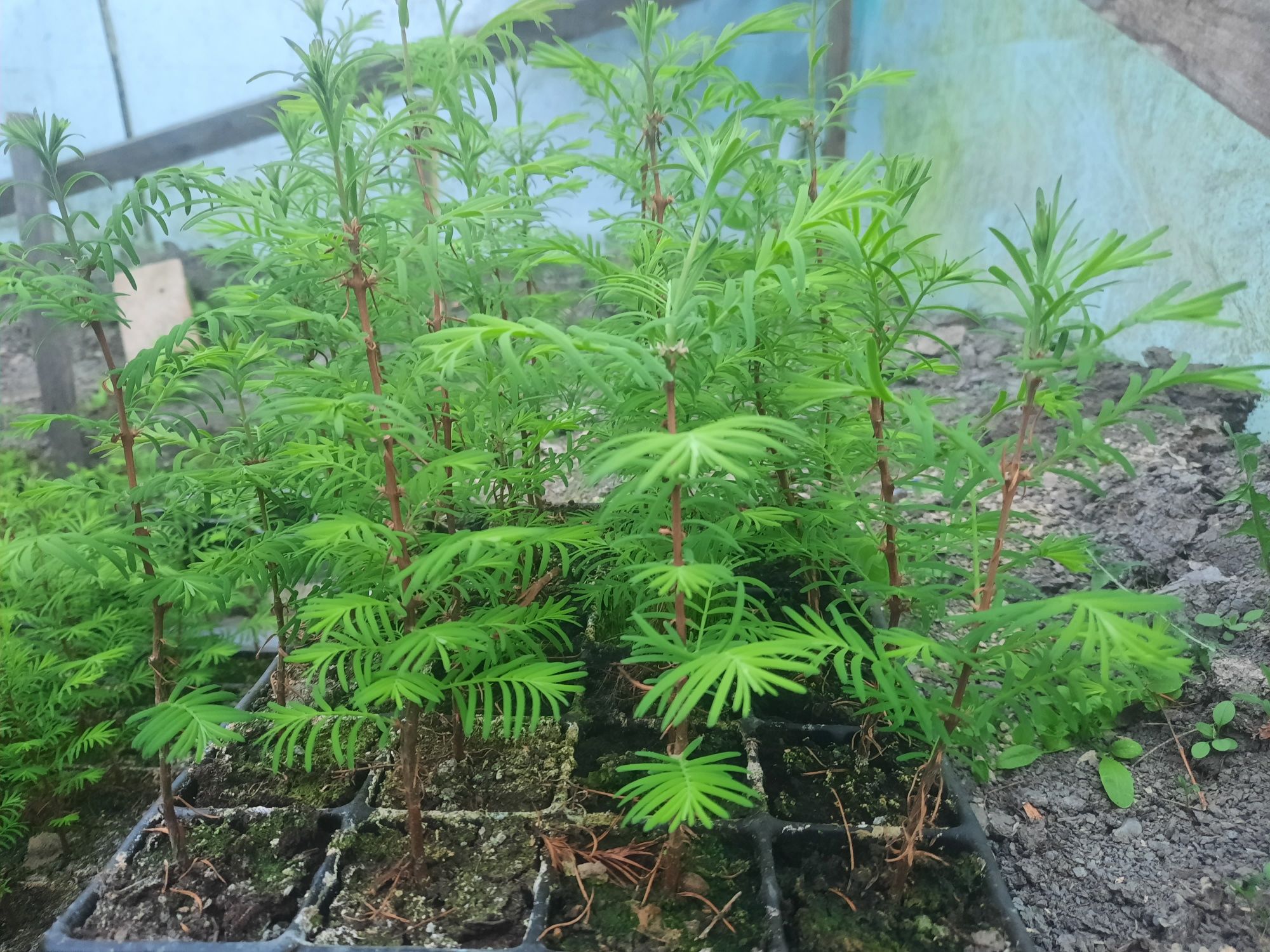 Puiet de Metasequoia glyptostroboides