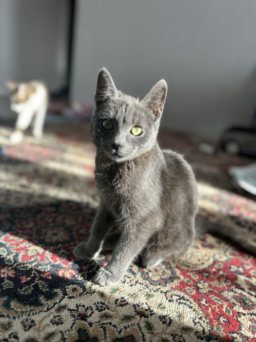 Отдам котенка в добрые руки