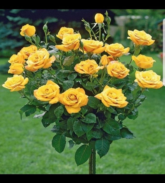 Tarandafiri de tip pom , si trio multe culori