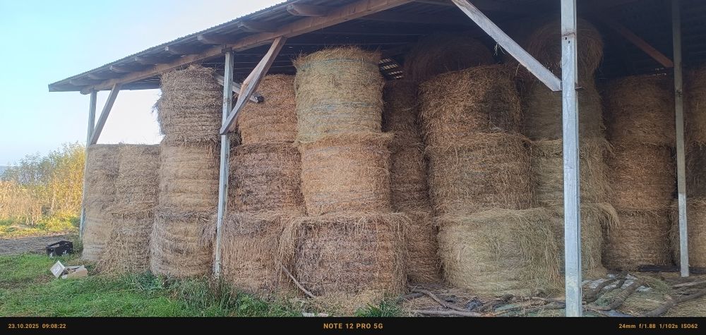 Vând baloți de lucernă și fan