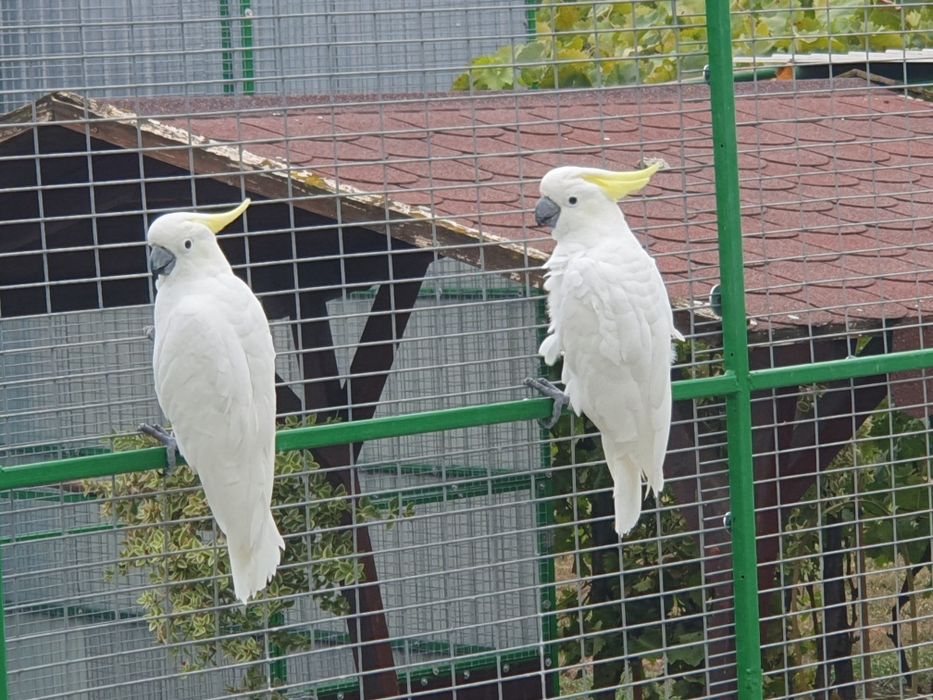 Papagali Kakadu Galerita, 2017, pereche