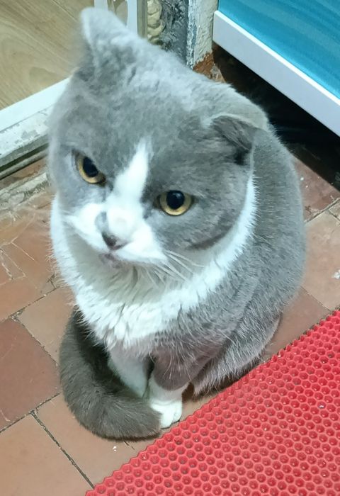 Отдам шотландскую кошку