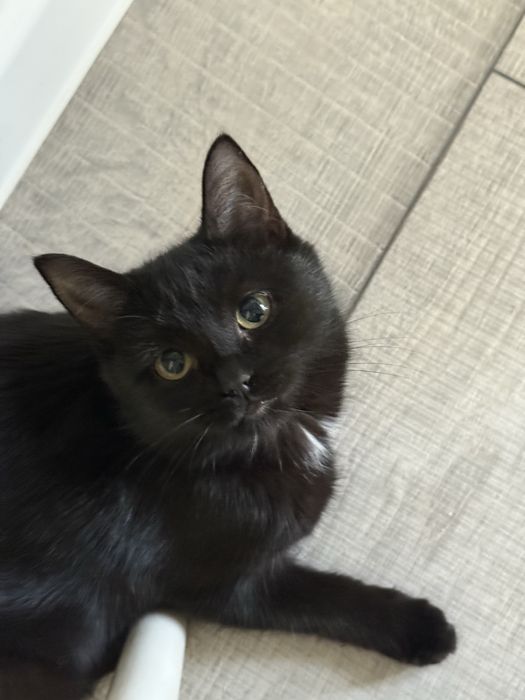 Котенок  девочка в хорошие руки отдам