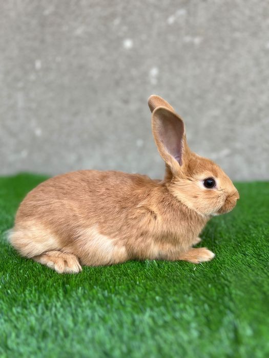 Burgundiya sames 2 oylik