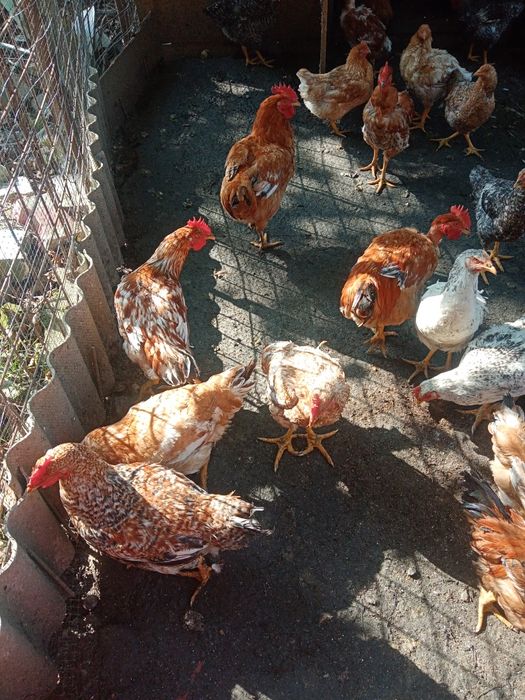 Pui de casă crescuți natural
