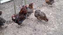 Gaini araucana potarnichiu salbatic
