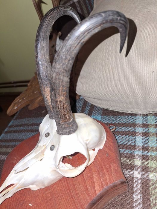 Coarne de cerb lepadate