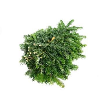 Crengi de brad nordman (cetina de brad )