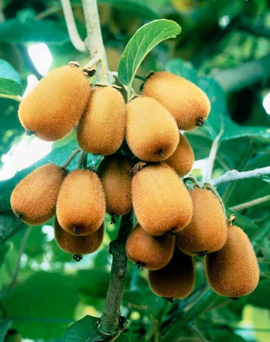 Pomi fructiferi exotici  kiwi soiul Zespri galben