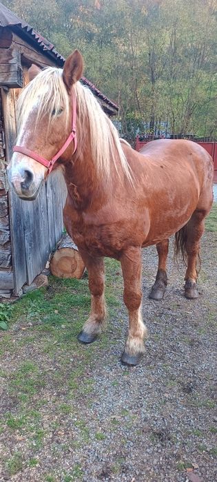 Iapa de vânzare foarte blanda