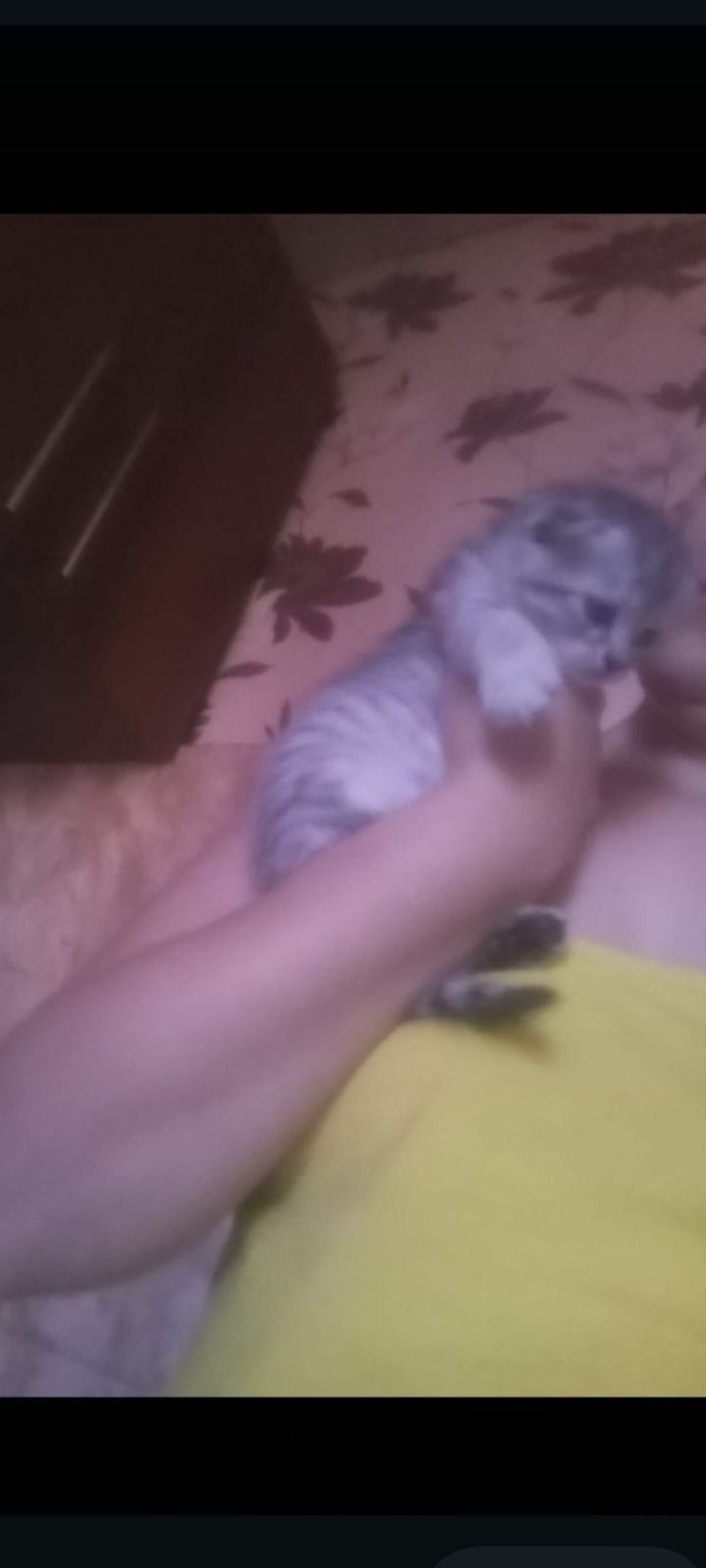 Скотиш фолд 1,5 месяцев.Приучены.