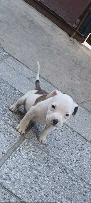 Кученца (питбулчета)