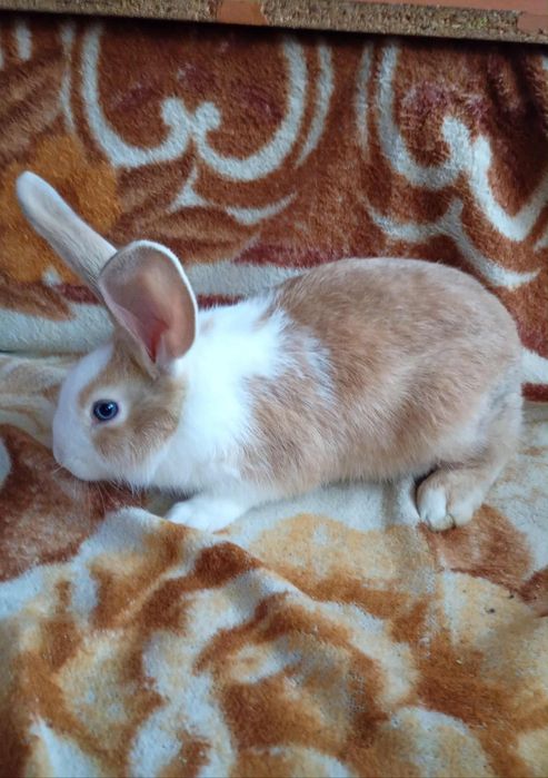 Vând iepuri sănătoși