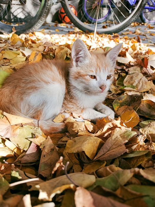 Отдам котят в добрые руки
Милые пушистые котята ищут заботливых хозяев
