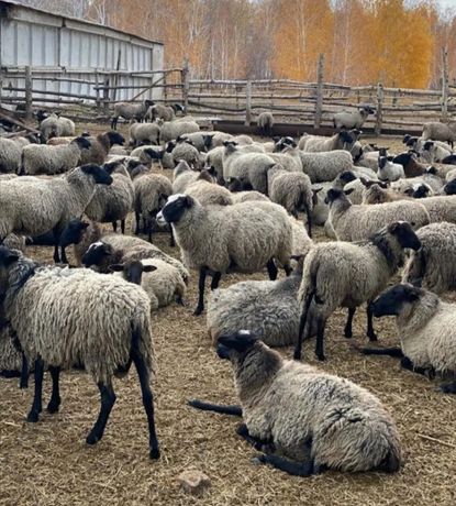 Бараны овцы ягнят гиссаровские едельбай мрс романовские кой токты