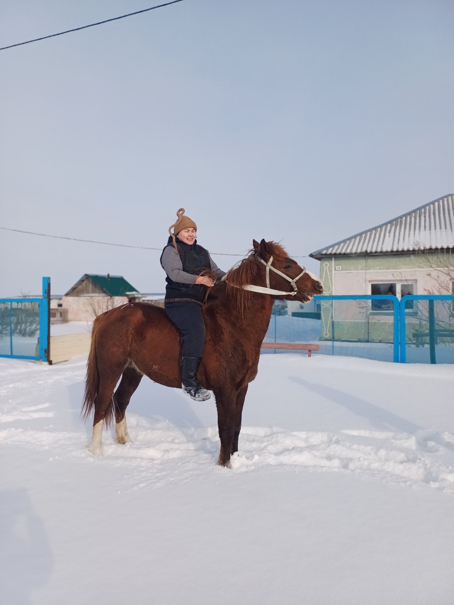 Айгыр. 6 жасар .