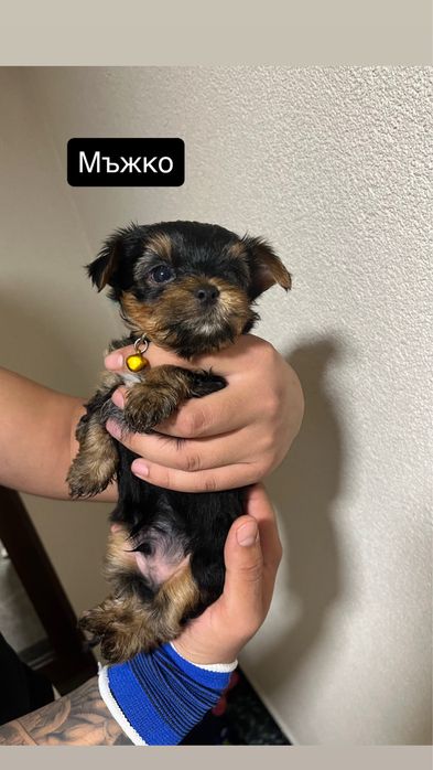 Мини Йорки (Йоркширски териер]