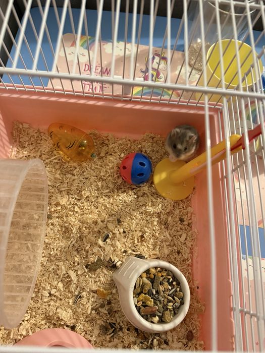 Vand hamster si cușca