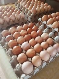 Vând oua de casa BIO, proaspete .