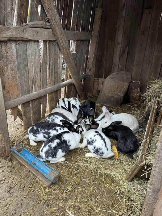 Iepuri de casa, rasa fluture