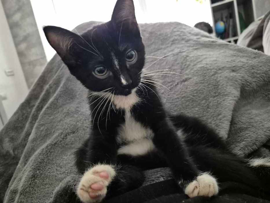 Кошечка Боня 2 месяца ищет любящих родителей.