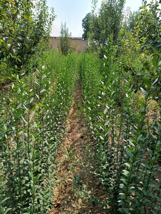 Саженцы живая изгородь берючина живои забор тополь терек катальпа ясин