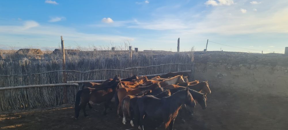 Жылқы сатылады 19бас