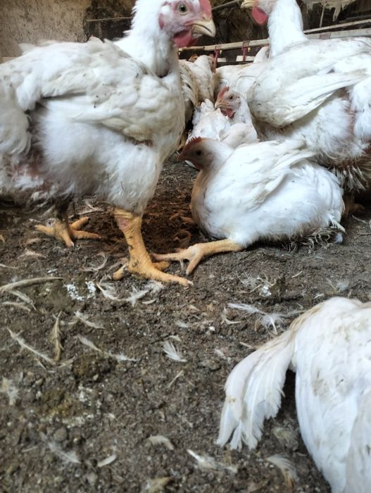 Продам    бройлер