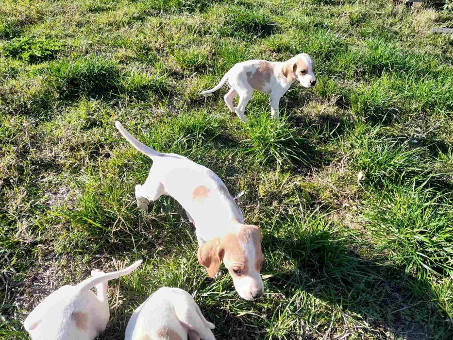 Продават се малки Пойнтери