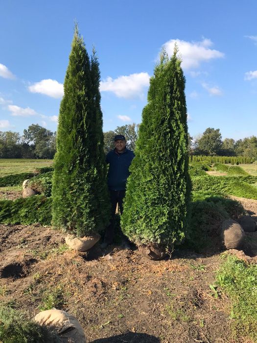 Va oferim o gama foarte mare de plante ornamentale se ofera livrare