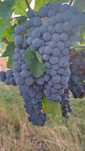 Struguri pentru vin Merlot