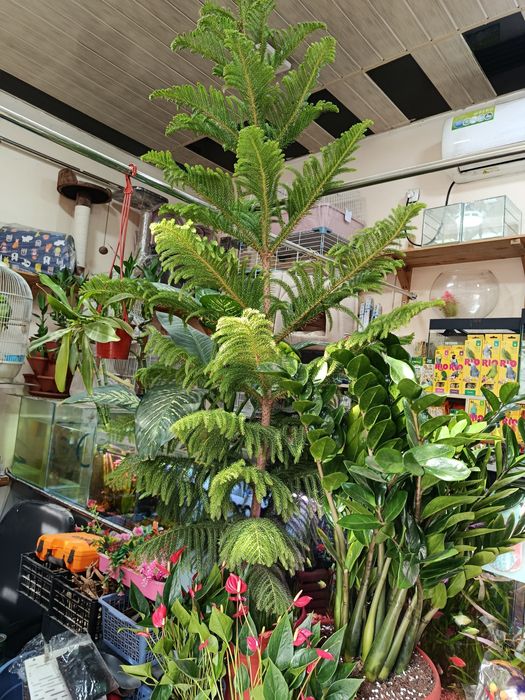 Продаю комнатную ель.