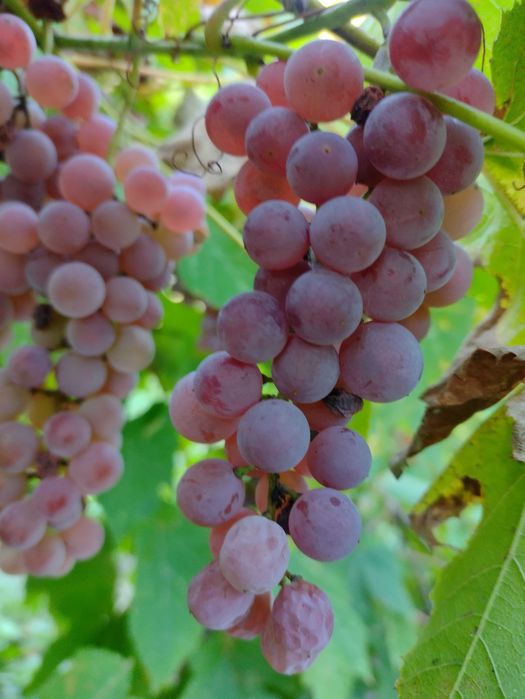 Struguri aromati căpșunica